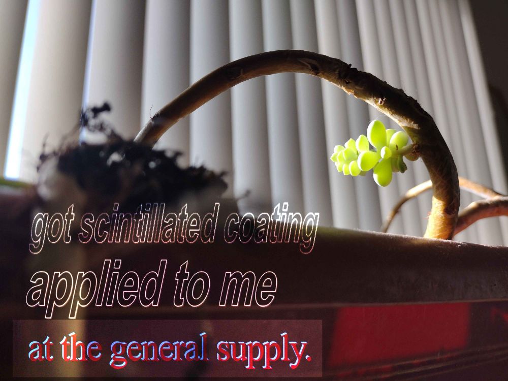 got scintillated coating
applied to me
at the general supply.
on a photo of a huge stem with a little succulent offshoot glowing in the afternoon sun from a sliding door
