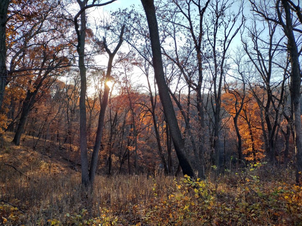 forest upland with some ground foliage, trees mostly bare but some still have orange leaves set ablaze when they are backlit by the late afternoon sun