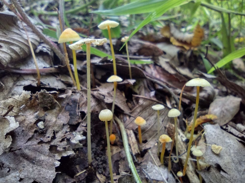 tiny walnut mycenas on the forest floor- walnuts are its substrate but the walnut or its scattered guts are hidden under the leaf duff here