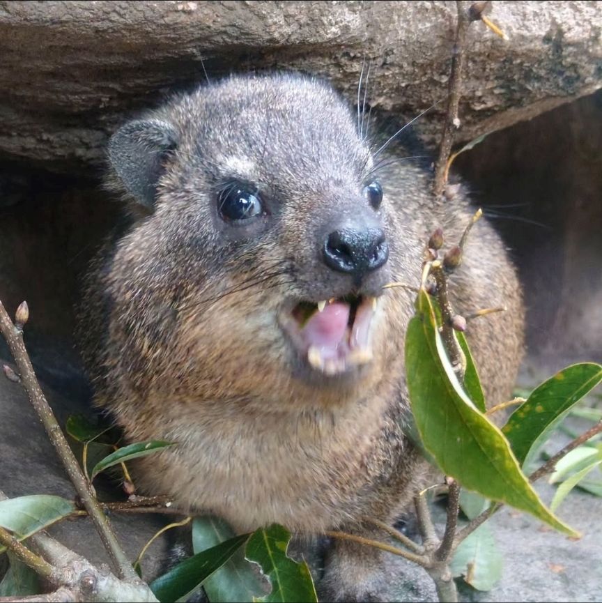 Photo of a hyrax mid chomp. 