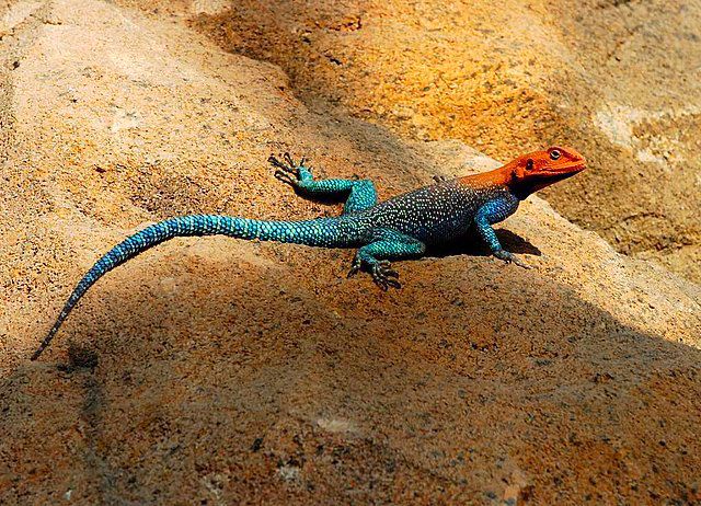 agama lizard, blue-bodied with an orange head
