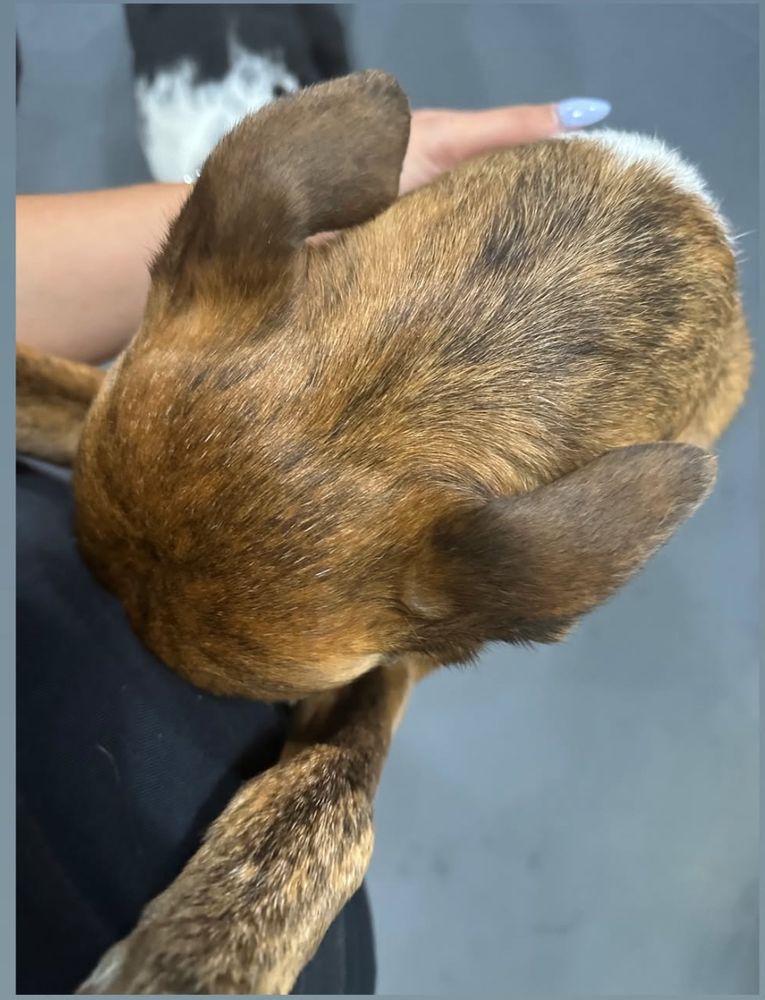 A shot from above of the top of my dog’s head, with a hand gently rested on him.