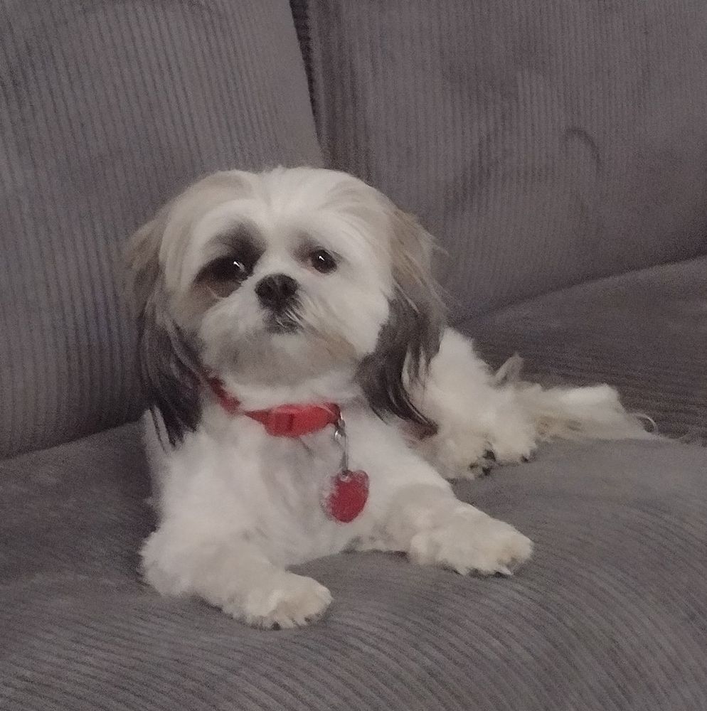 Image of a white shih Tzu with a red collar lying on a gray couch and looking into the camera. 