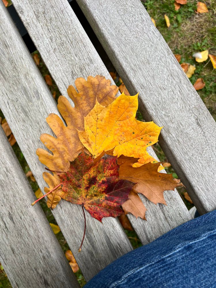 Gesammelte Blätter auf einer Holzbank 
