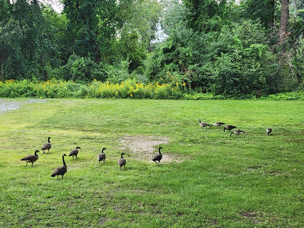 10 Canada geese walking around on the grass, wings tucked in. In the background is a dense growth of bushes and trees.