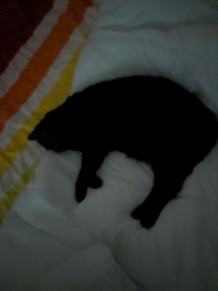 Mon gros chat noir qui dort sur la couette