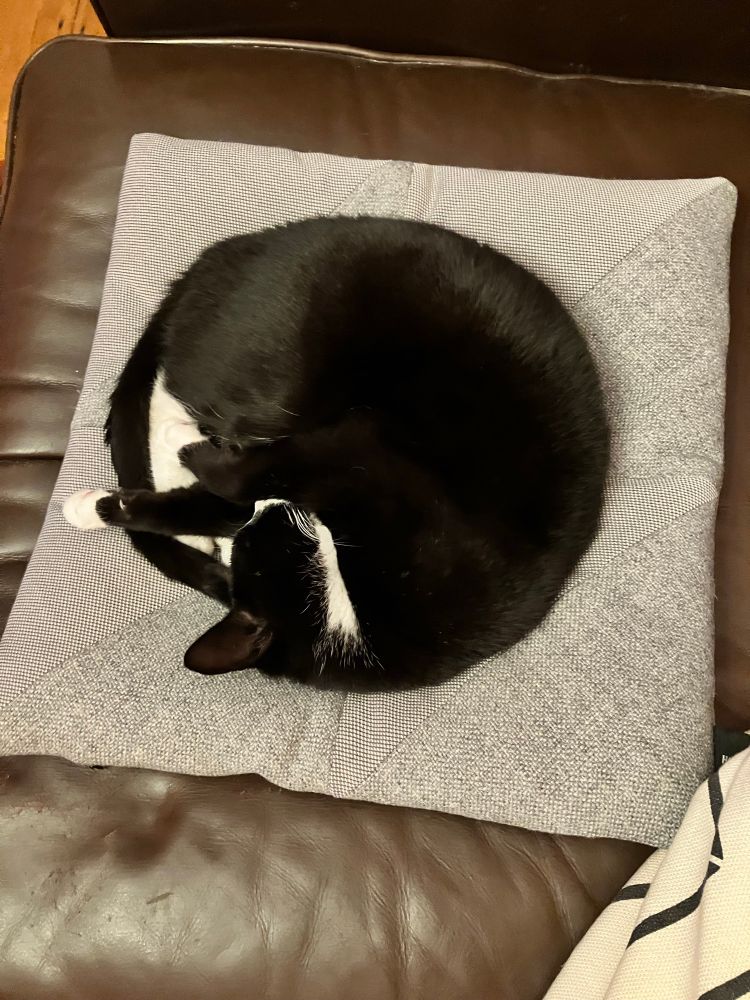 A mostly black cat, with some patches of white on legs, face and tummy, curled in a circle on a grey cushion. 