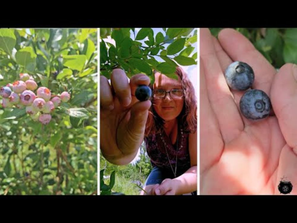 Blueberry Magic! 💙 Blueberry Correspondence, Folklore, and a Recipe! [CC]