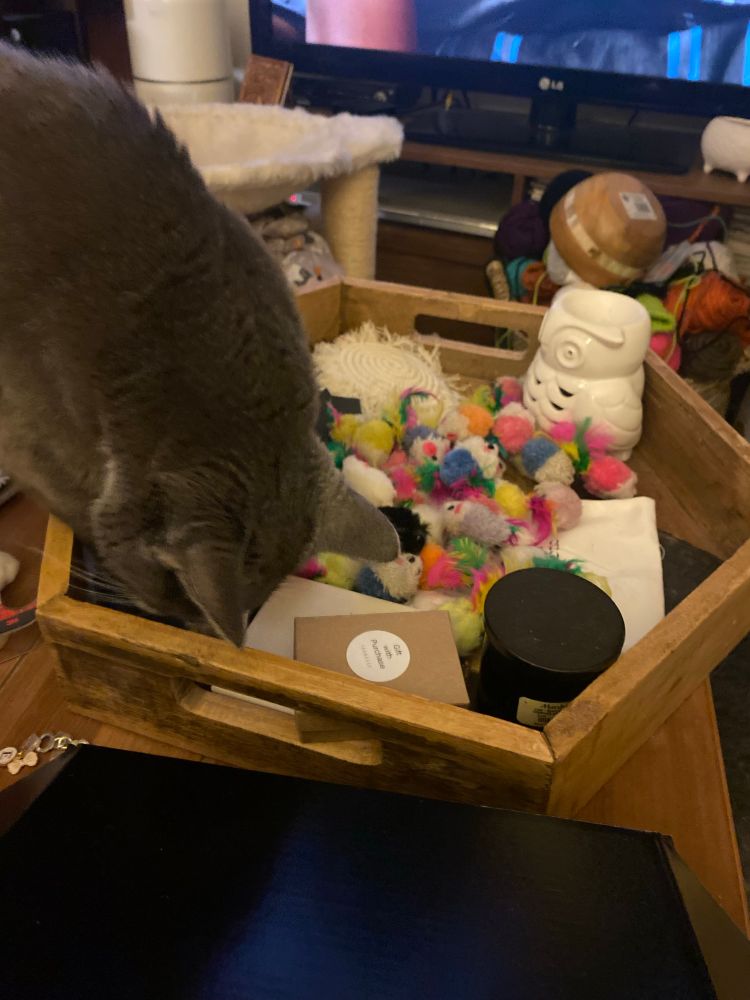 A gray cat digs through a very large pile of toy mice