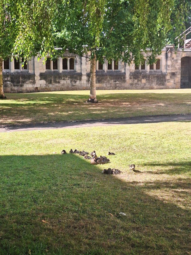A group of ducklings sitting on a green lawn in the sun. A tree in in the background standing in front of a stone covered walkway with windows.