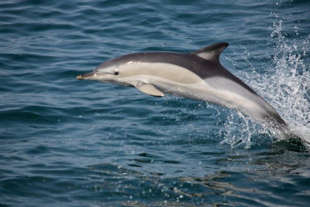 A side-angle photo of a common dolphin leaping from the water