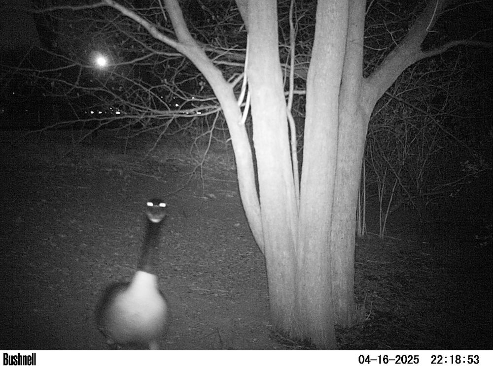 a camera trap photo of a goose with bright shining eyes