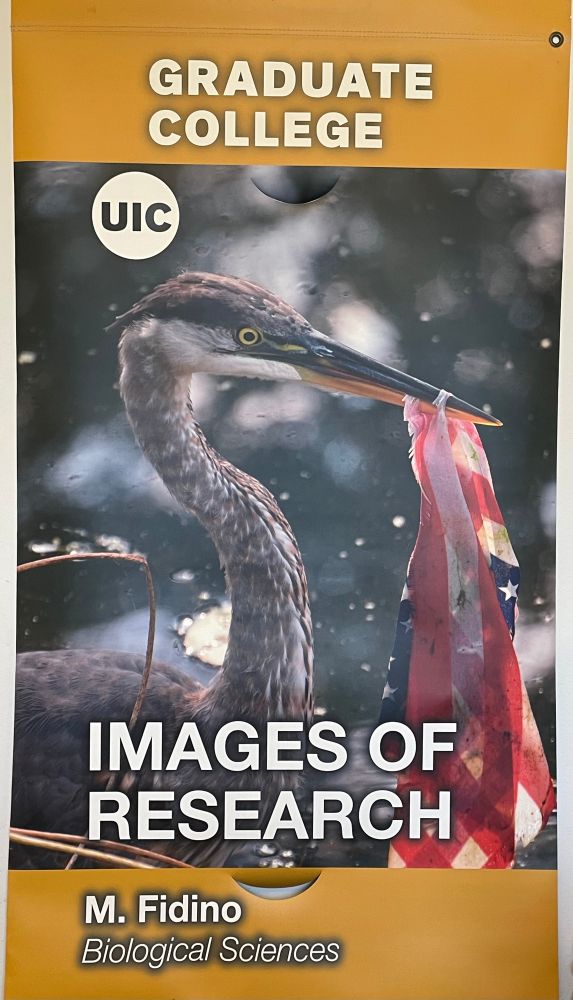A great blue heron with its beak stuck through an American flag
