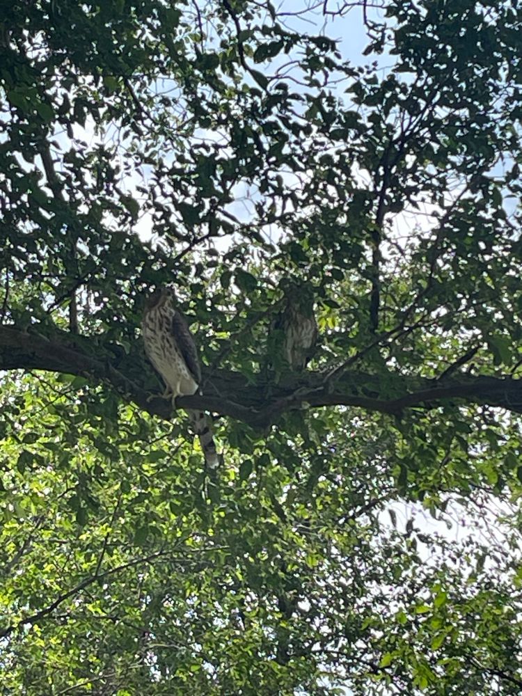 Two Cooper’s hawks in a tree