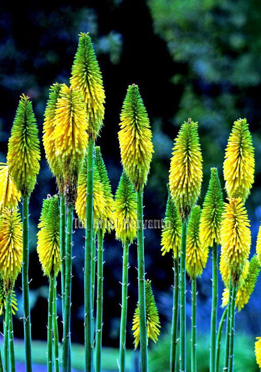 #kniphofia 