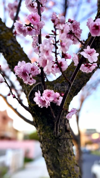 #cherry #sakura 