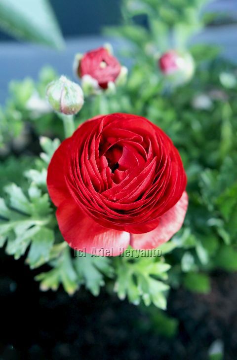 #ranunculus 