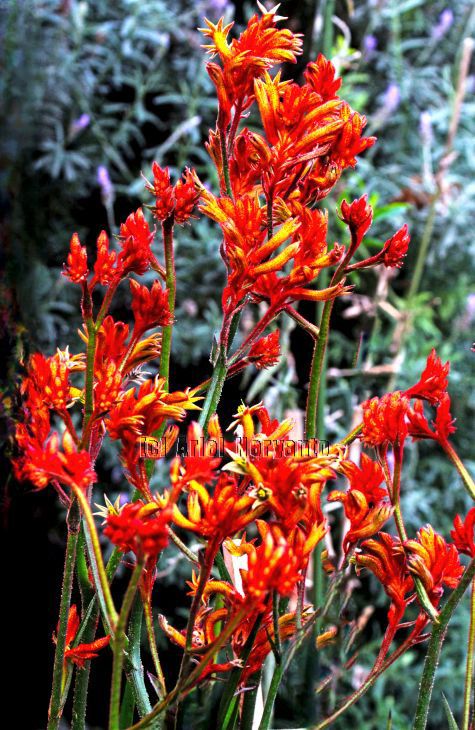 #kangaroopaw 