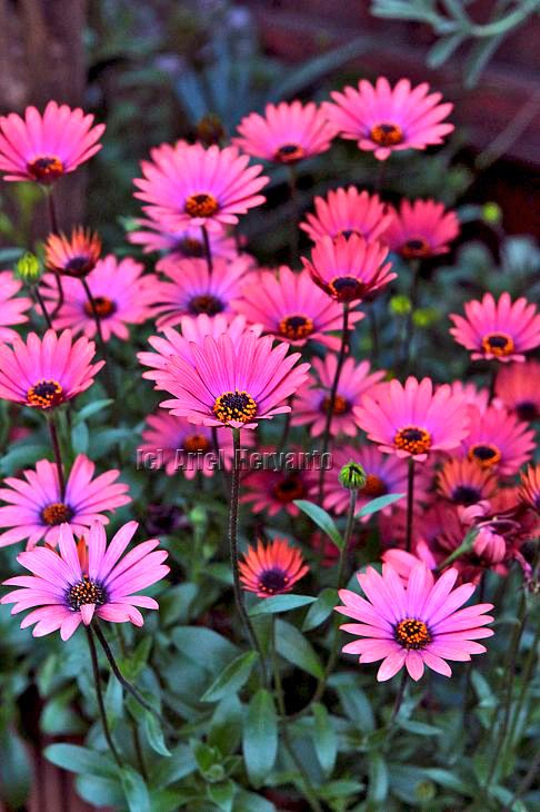 #osteospermum 