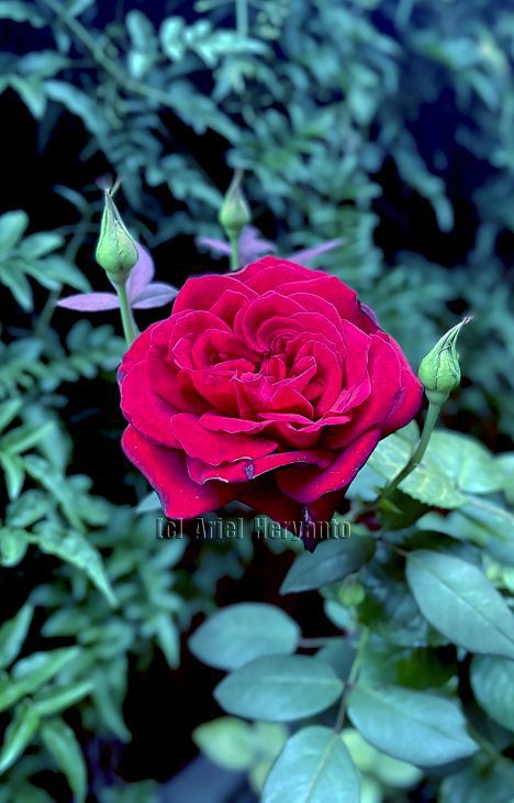 #rose 