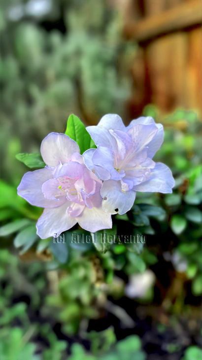 #azalea 