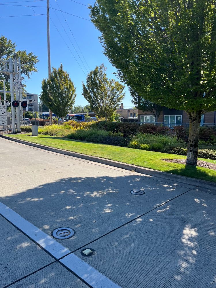 A road shaded by a tree