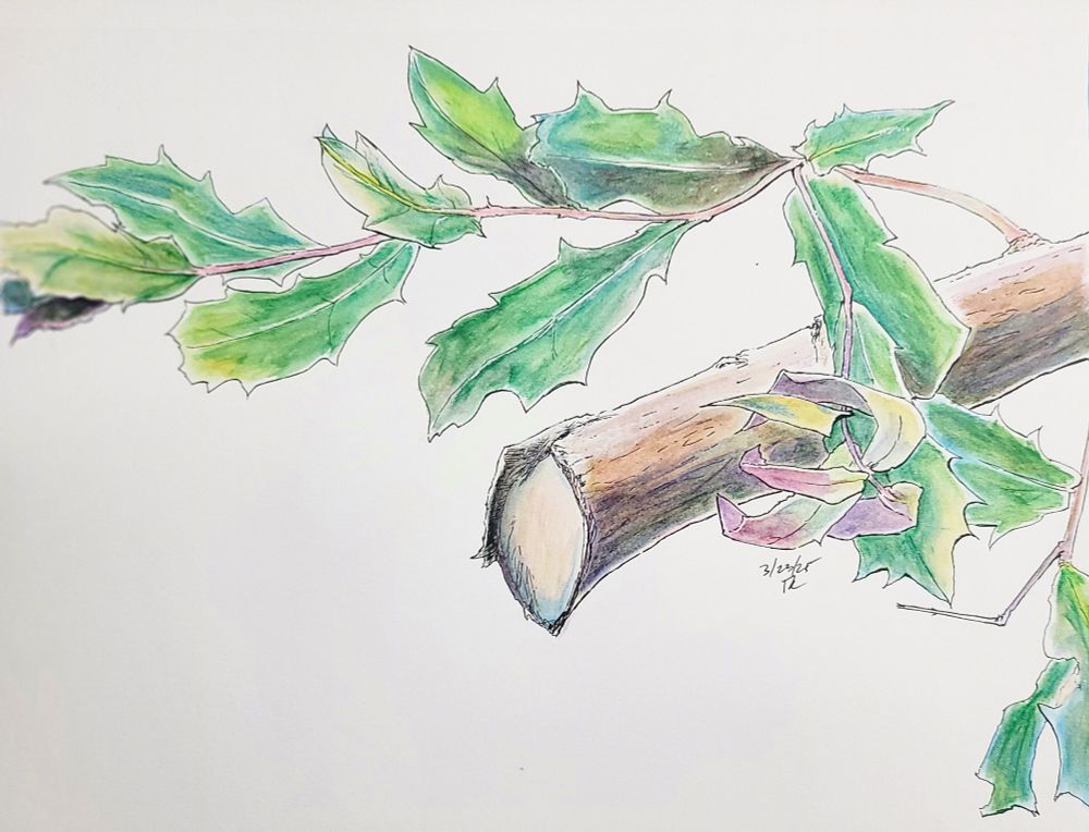 Tree branch with leaves colored with watercolor pencils.