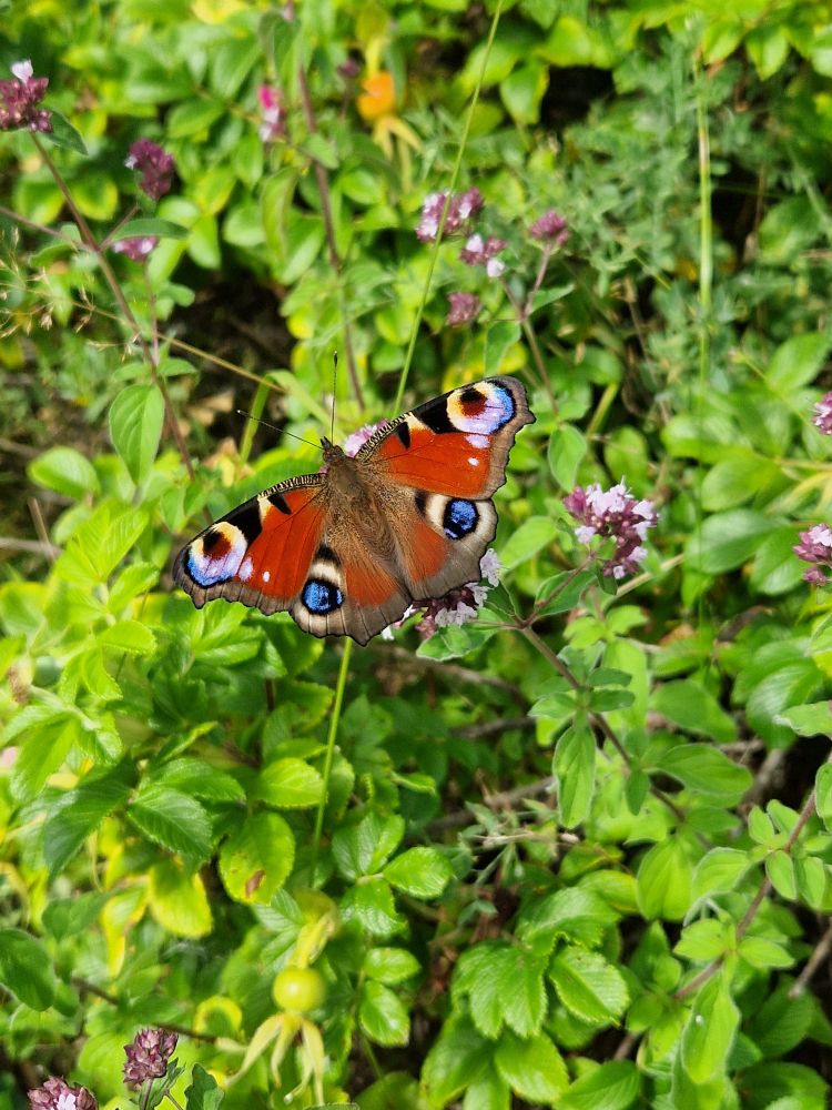 beautiful butterflies feeding on flower nectar.