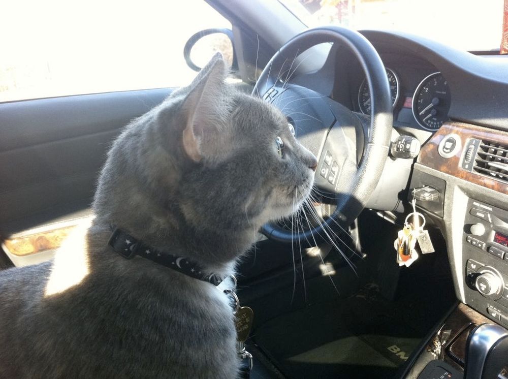 Meekay Cat driving a car.