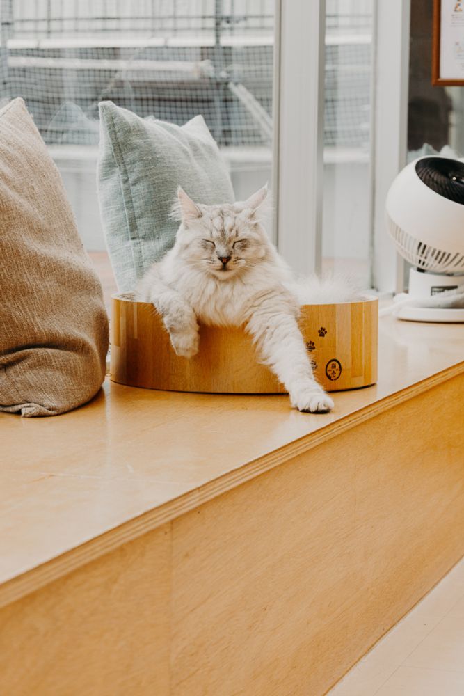 photo of a white-greyish cat sitting in something which appears to be a bowl, in an environment with wooden furniture