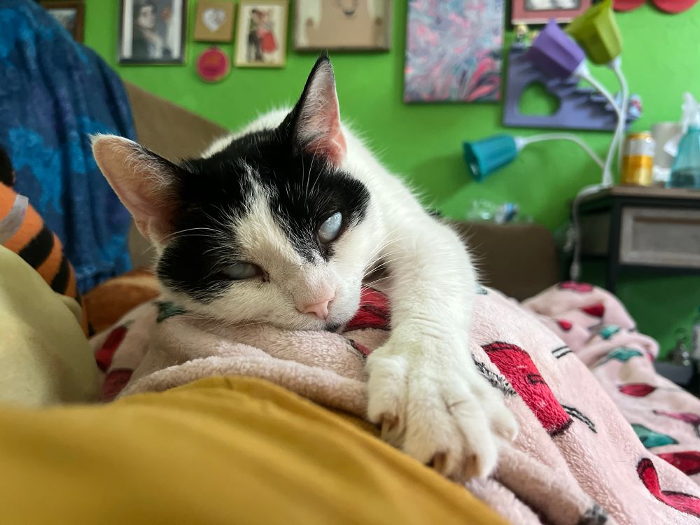 Black and white cat lays on his human with paw stretched out 