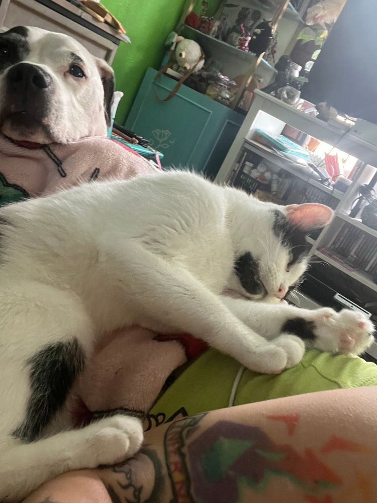 A person lays on their side on the couch.  A black and white dog and black and white cat rest their heads on their owner’s side.