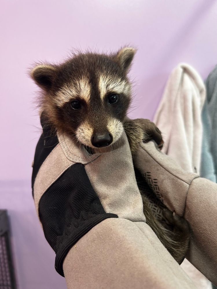 Raccoon kit held by a rehabber wearing protective bite gloves 