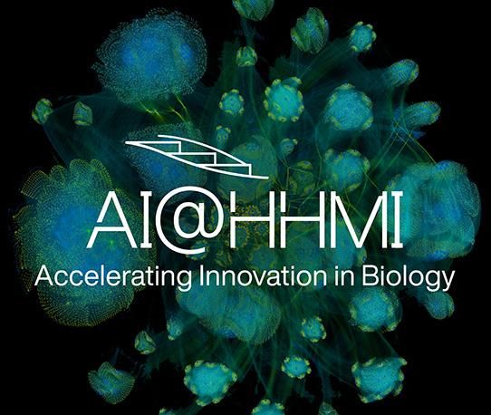 AI@HHMI teaser saying "AI@HHMI | Accelerating Innovation in Biology". The backdrop is an artistic rendering of the compute graph of a network architecture for semantic image segmentation that I think looks really cute. 