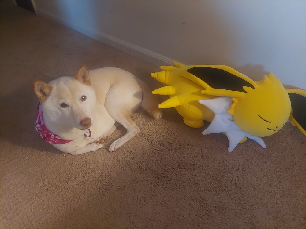 Shiba inu Matsuko laying next to a sleeping Jolteon plush