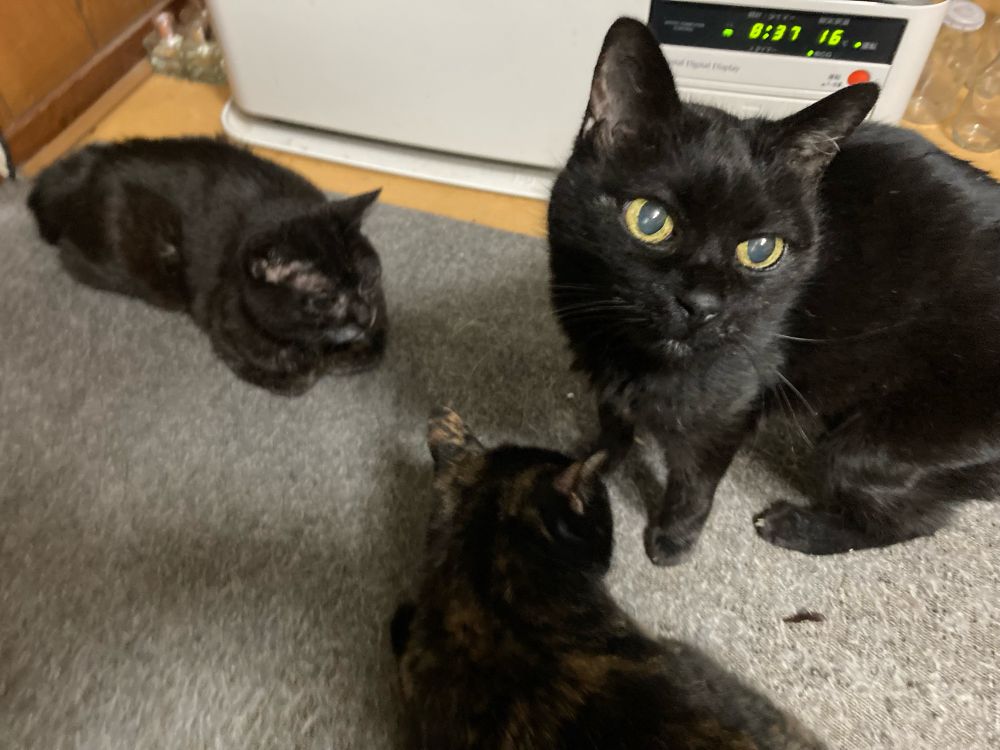 ストーブを監視中の我が家の猫さんたち