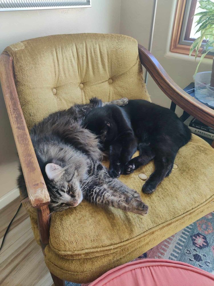A black cat and a grey tabby cat sit together on a gold armchair. The grey tabby has her front legs stretched way out in front of her. Her fluffy belly fur and neck ruff are sticking out.