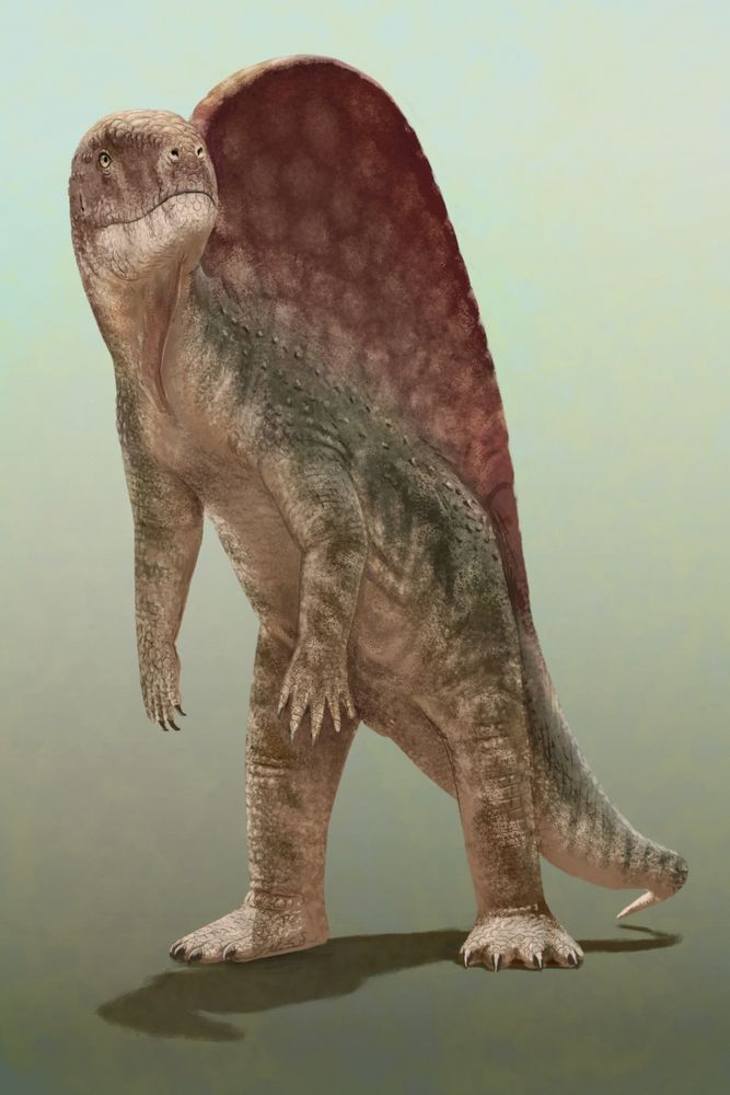 Ctenosauriscus, momentarily standing up to look at their surroundings