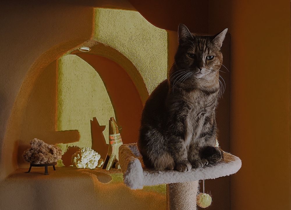 Tan colored cat perched on a cat ladder at evening sunset lighting of golden hues framed against a background of an adobe wall and nicho with a small howling dog carving and sea corals.