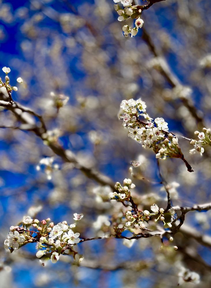 Small white blossoms of spring on a tree juxtaposed against a dark blue sky background in New Mexico.