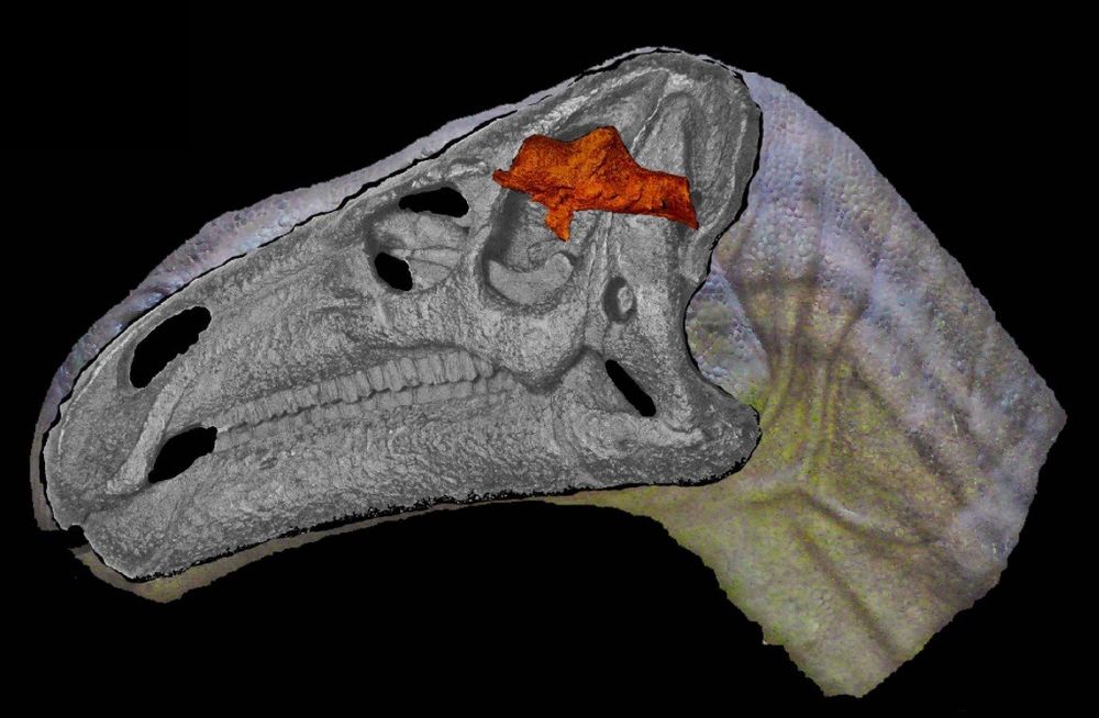 a 3D cgi xray of a dinosaur’s head showing how tiny its stupid little brain is
