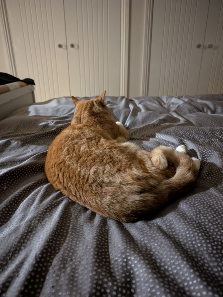 A ginger cat curled up on a slightly ruffled duvet cover. 