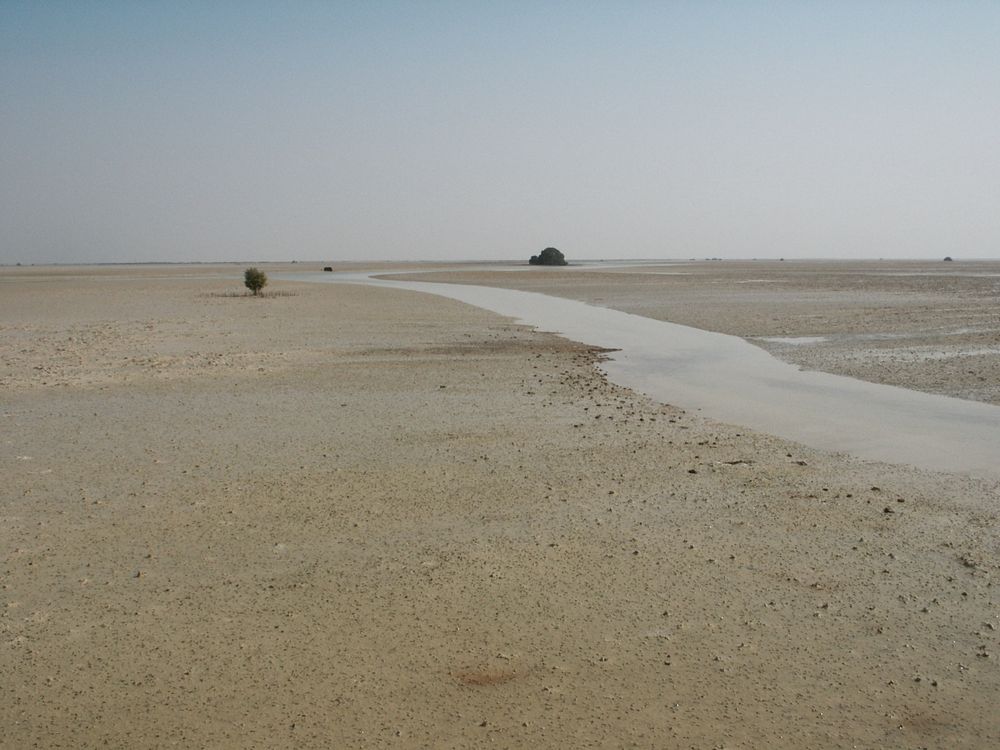 A flat featureless sandy surface at the shoreline. A water filled channel meanders seaward. A few isolated mangrove trees are at the channel margin.