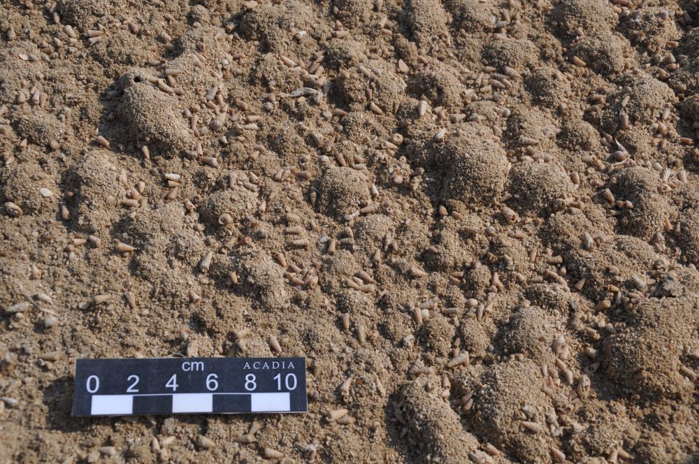 Photo looking down onto the sandy surface in the sabkha. The image shows pustules up to 5 cm in diameter. Gastropod shells are abundant.