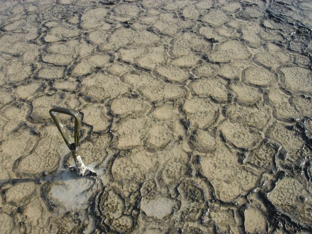 Polygonal growth pattern in microbial mats in the Abu Dhabi Sabkha