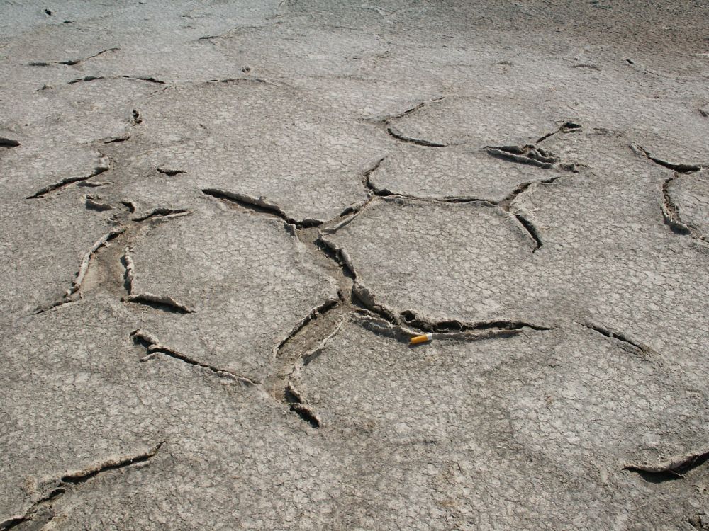 Picture from the Abu Dhabi sabkha showing a flat surface with a poorly developed polygonal pattern. The edges of polygons are curled upward and inward.