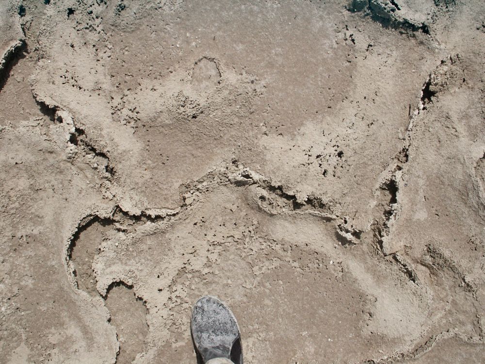 Photo looking straight down at brown sabkha surface.  Polygonal pattern poorly defined by irregular polygon margins. Foot for scale. Polygons approximately 70cm wide.