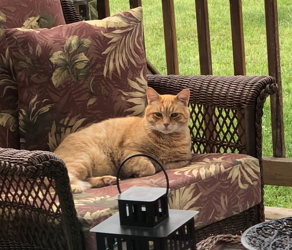 Harry, an orange chonky cat making himself at home during the summer heat. The best boy, a cat distribution gift, who loved with us for 15 years. Lost to the bridge last winter. 💔💔💔always. 