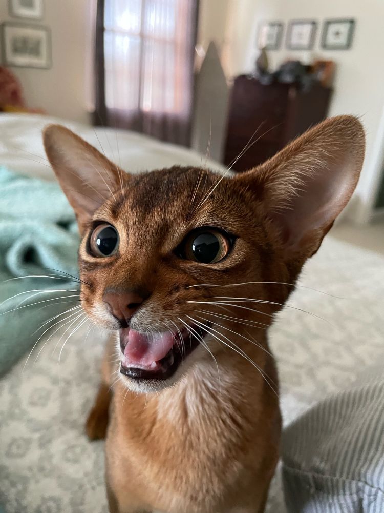 Penny, a stocky, I’m HALPIN’ kinda Abby cat, insists on being a strong opinionated voice. 