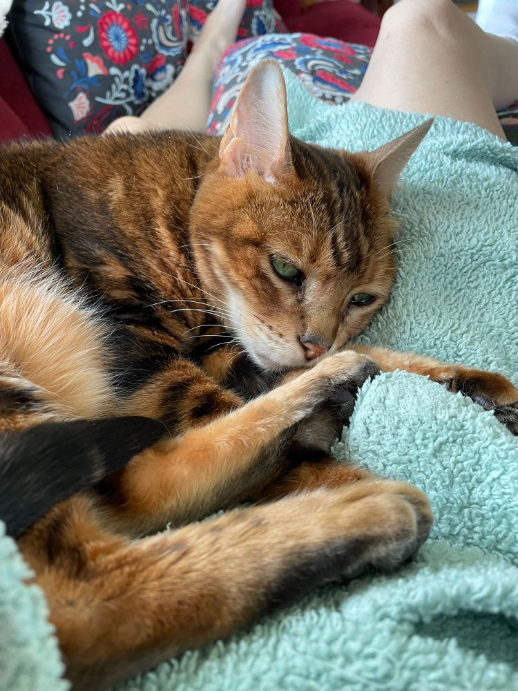 Bengal Coco with her healing purring, dozing this Sunday morning. 
